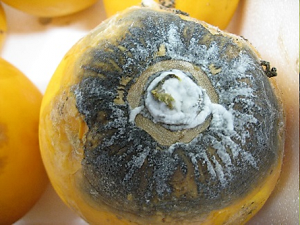 Stem-end rot of papaya
