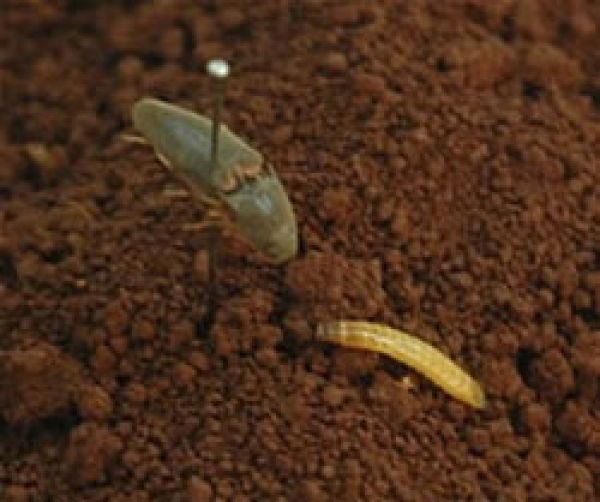 True wireworm (adult and larva)