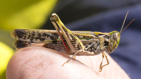 Australian plague locust 