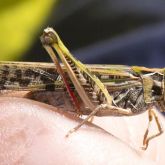 Australian plague locust