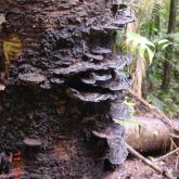 Organic-shaped, dark-brown growths on tree trunk