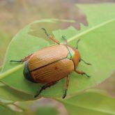 Brown and green beetle on leaf
