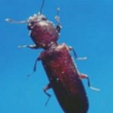 Adult powderpost beetle