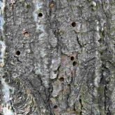 Pine bark showing 5mm exit holes left by the emergence of adult sirex wood wasps