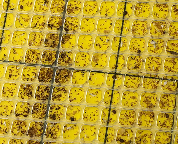 Hundreds of mites caught on sticky mat, with yellow backing and white mesh top layer.