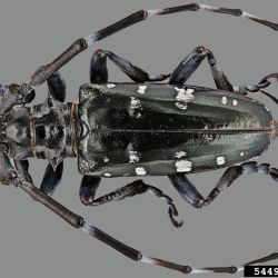 Characteristic long, banded antennae of longhorn beetles 