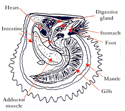 5+ diagram of an oyster - XavierEllexa