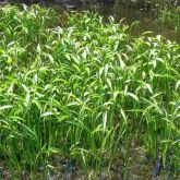 Sagittaria plants