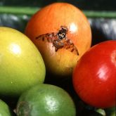Adult Mediterranean fruit fly