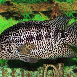 Adult jaguar cichlid in aquarium tank amongst weed and driftwood.