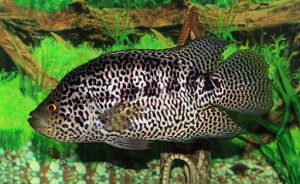 Adult jaguar cichlid in aquarium tank amongst weed and driftwood.