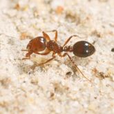 Fire ant close-up