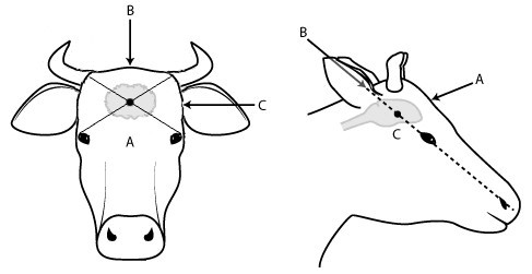 Diagram with markings A, B and C to show recommended position on animal's head for human destruction of cattle