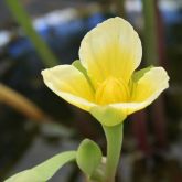 Limnocharis flower close-up