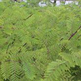 Mimosa pigra leaves and branches