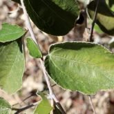 Chinee apple leaves