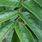 African tulip tree leaves