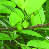 Pond apple fruit flower capsule