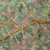 Prickly acacia stem and spikes