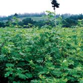 Sicklepod plant