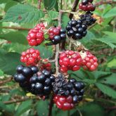 Blackberry berries