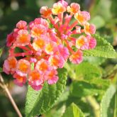 Lantana flowers