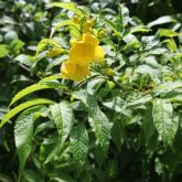 Yellow Bells flowers and leaves