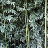 Bamboo leaves and stem