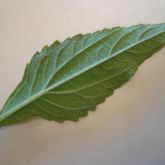 Candyleaf leaf