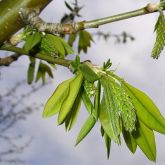 Golden chain tree leaves and flower buds