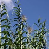 Giant reed flower