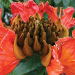 Thumbnail of African tulip tree