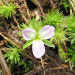 Thumbnail of Bog moss