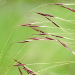 Thumbnail of Chilean needle grass