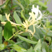 Thumbnail of Japanese honeysuckle