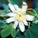 Thumbnail of White passion flower