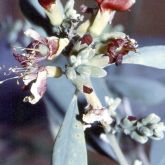 Heart-leaf poison bush flower