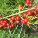 Thumbnail of Basket asparagus fern