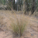 Thumbnail of African lovegrass