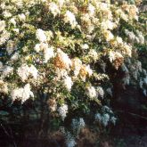 Small leaf privet flowers