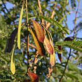 Leucaena pods and leaves