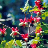 Ochna fruit and flowers