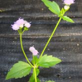 Praxelis flowers and leaves