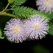 Thumbnail of Common sensitive plant