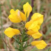 Gorse flower