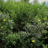 Peruvian primrose infestation