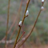 Pussy willow buds