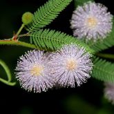 Common sensitive plant flowers and leaves