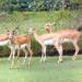 Thumbnail of Blackbuck antelope