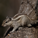 Thumbnail of Indian palm squirrel